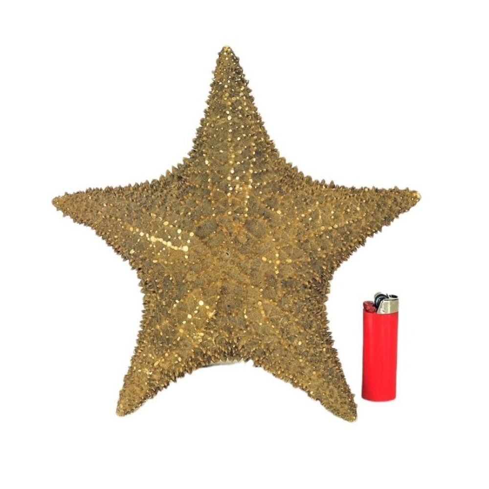 Vintage Large Genuine Natural Beach Coral Reef Ocean Dried Raised Starfi…